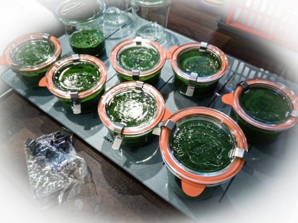 Einkochgläser gefüllt mit herrlich grünem Bärlauchpesto