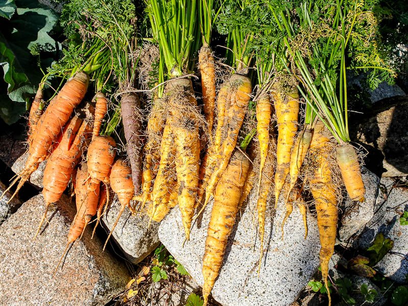 © Sabine Nußbaumer violette, gelbe und orange Karotten frisch nach der Ernte im eigenen Garten