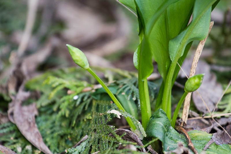 CC0 BY Pixabay Waldboden mit einer Nahaufnahme einer Bärlauchpflanze, die schon zwei Knospen ausgebildet hat und bald aufblühen wird