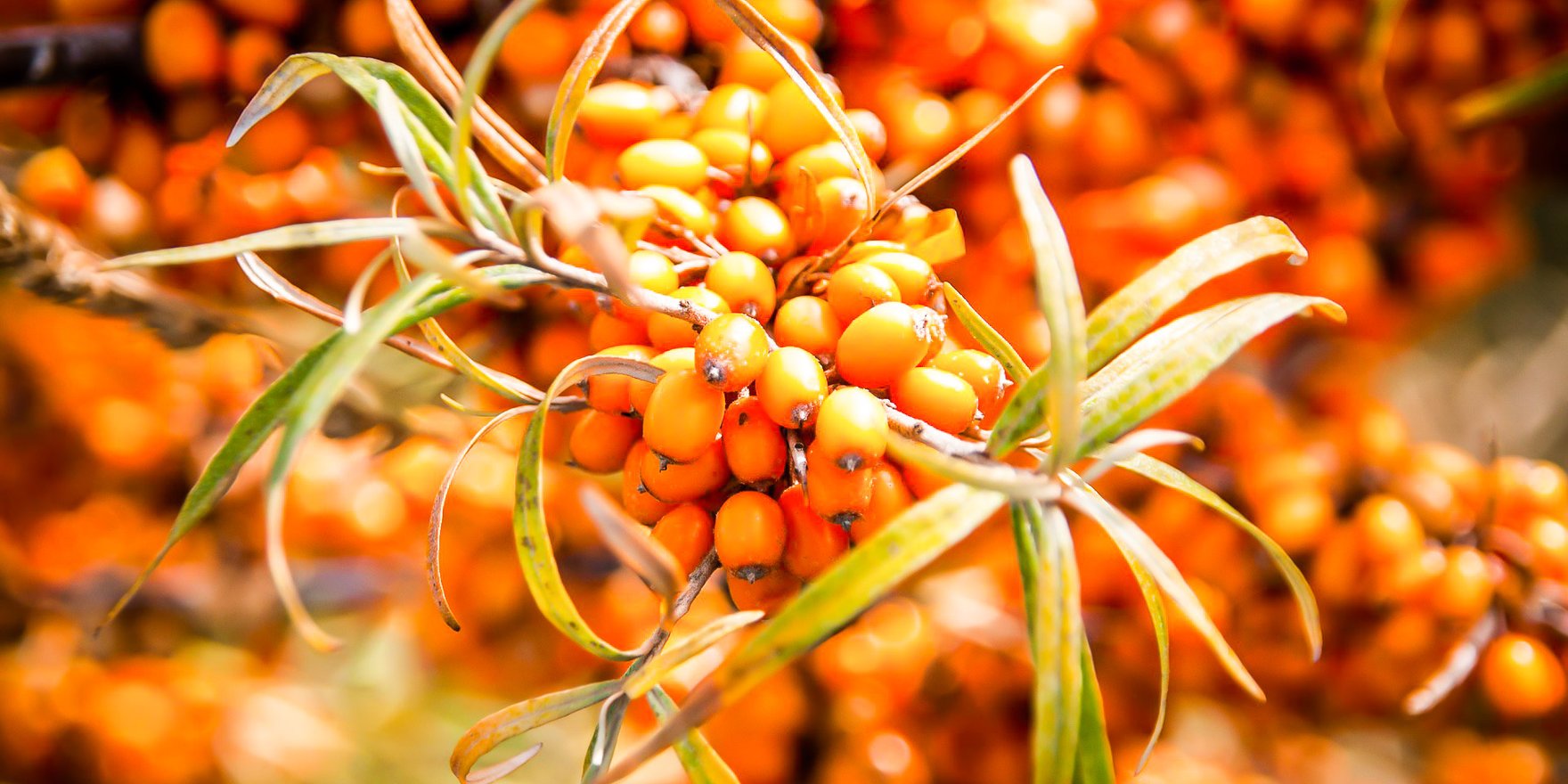 CC BY https:/pixabay.com/de/users/susanne906-7541483 ein sanddornstrauch voller mit reifen orangen früchten