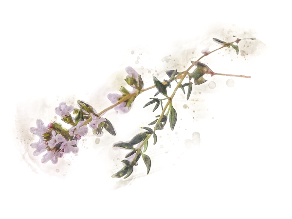 thymian-mit-blüte