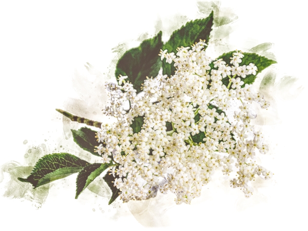 hollunderblüte