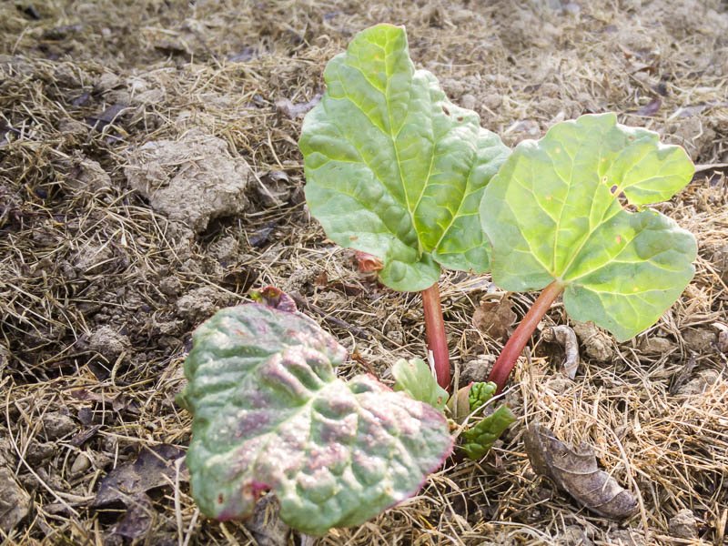 Superfood Rhabarber junge Rhabarberpflanze deren erste Blätter im Frühjahr aus dem Boden kommen