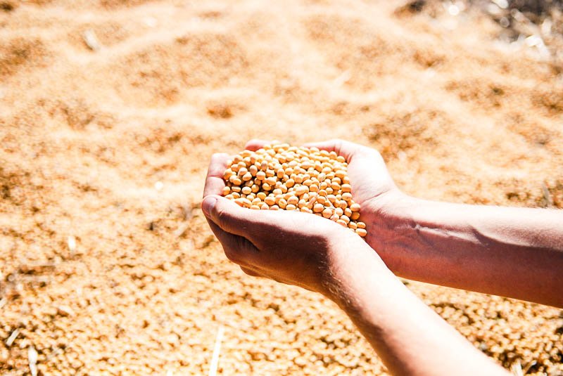 Superfood Soja ein große Menge an Sojabohnen mit zwei Händen, die sich gerade etwas herausgeschöpft haben