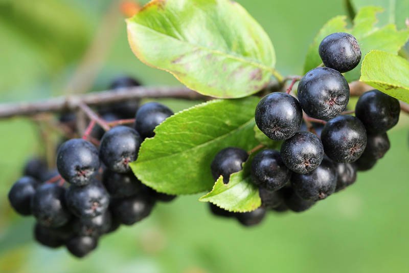 Superfood Aroniabeeren reife Aroniabeeren noch in Trauben am Strauch