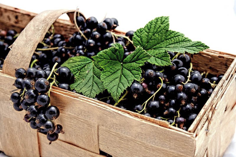superfood_schwarze ribisel ein Körbchen voll frisch gepflückter Johannisbeeren