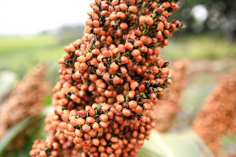 Superfood Hirse reife Hirse noch auf dem Feld am Kolben
