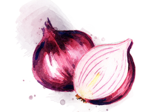 Zwiebel-rot rote Zwiebel watercolor
