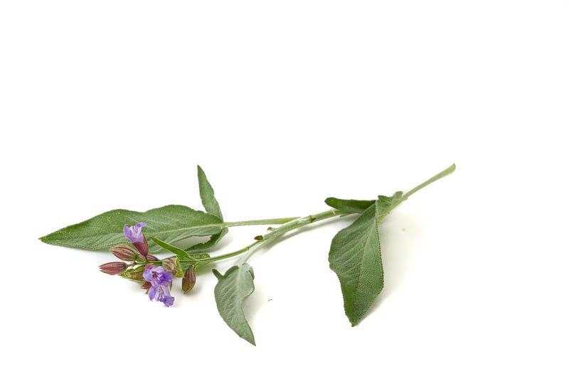 Superfood Salbei freigestellter Salbei mit Blüte