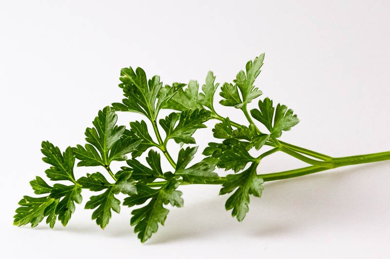 Superfood Petersilie ein Stängel der glatten Petersilie