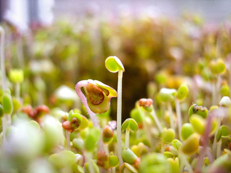 Superfood Sprossen Makroaufnahme von frisch gekeimten kleinen Sprossen