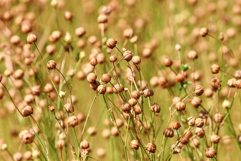 Superfood Leinsamen Verblühtes Flachsfeld voller Kapseln mit den wertvollen Samen