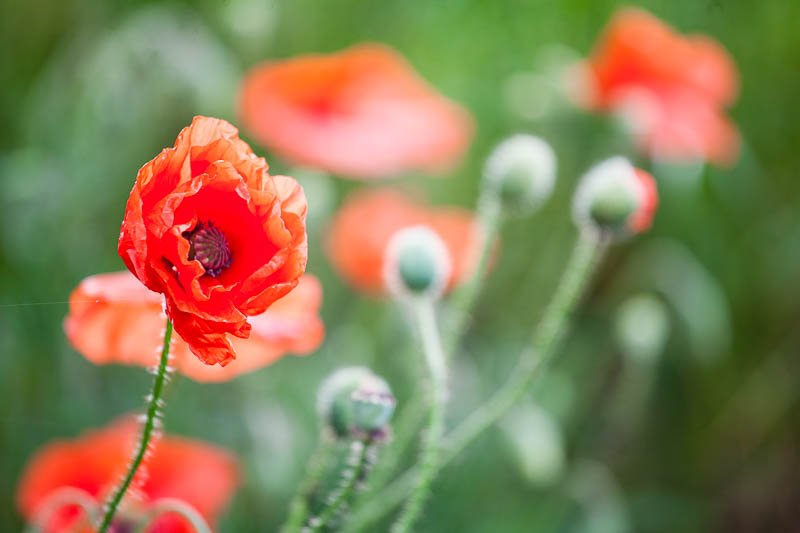 Klatschmohn roter Klatschmohn in Nahaufnahme