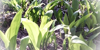 Bärlauch Bärlauchfeld im Wald mit Streiflicht