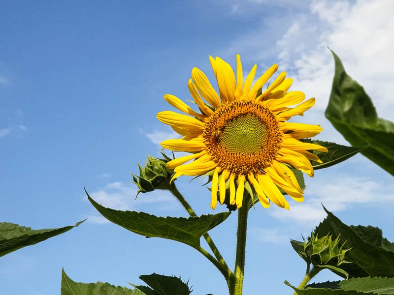 Superfood Sonnenblumenkerne Bild einer blühenden Sonnenblume auf dem Feld mit blauem Himmel im Hintergrund
