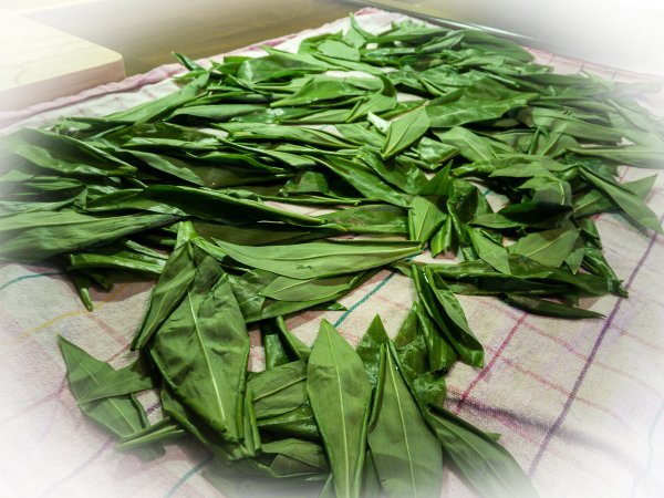Rezept Bärlauchpesto gewaschene und trockengetupfte Bärlauchblätter auf einem Geschirrtuch ausgebreitet
