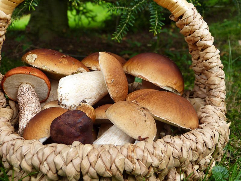 Superfood_Schwammerl im Korb ein Korb im freien voller frisch gesammelter Pilze