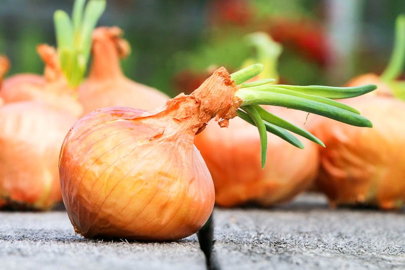 Superfood Zwiebel mehrere bereits gekeimte gelbe Zwiebeln