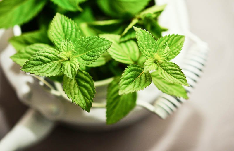 Superfood Pfefferminze Pfefferminze liebevoll in einer alten Teekanne angepflanzt