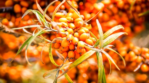 sanddorn ein sanddornstrauch voller mit reifen orangen früchten