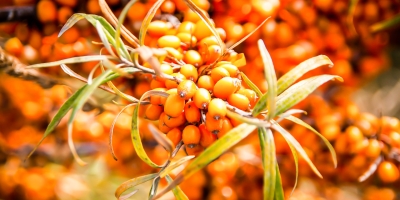 sanddorn ein sanddornstrauch voller mit reifen orangen früchten