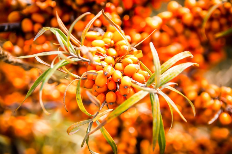 sanddorn ein sanddornstrauch voller mit reifen orangen früchten