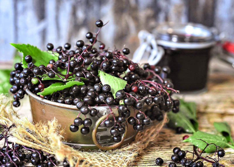 Superfood Holunderbeeren reife schwarze Holunderbeeren in einer Schüssel angerichtet, im Hintergrund sieht man schon ein fertiges Glas voll Holundermarmelade