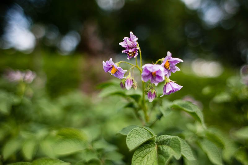 Superfood Erdäpfel rosa blühende Erdäpfel im heimischen Garten