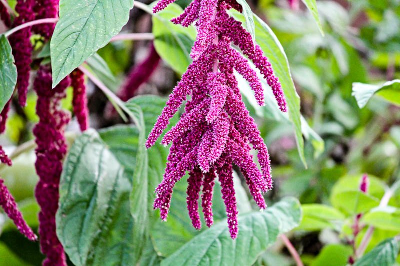 Superfood Amaranth leuchtend pinker blühender Amaranth am Feld