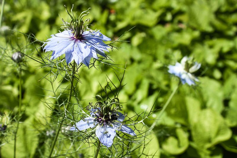 Superfood Schwarzkümmel blau blühende Jungfer im Grünen (Nigella) eine enge Verwandte des echten Schwarzkümmels (Nigella sativa)