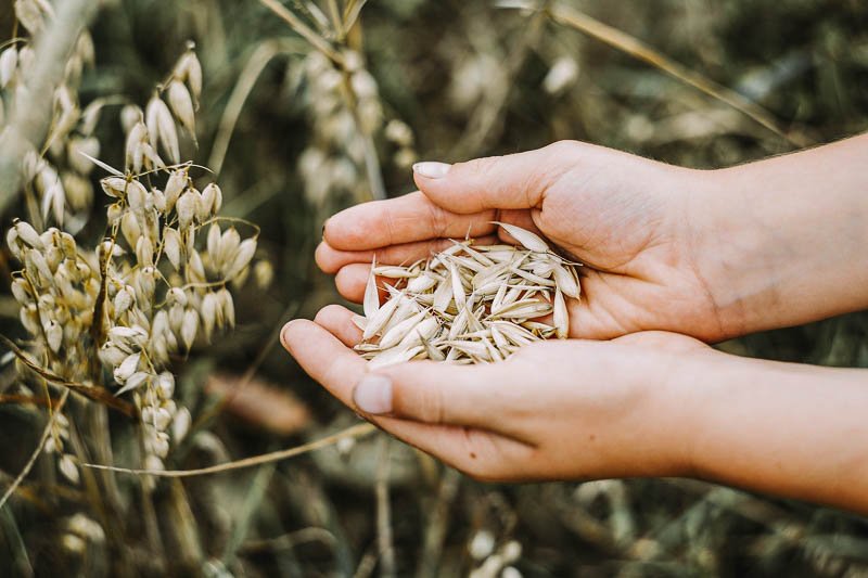 Superfood Hafer ein Feld mit reifem Hafer im Hintergrund und zwei Hände, die frisch geernteten Hafer halten